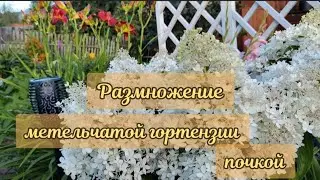 Размножить гортензию почкой легко!