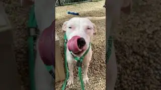 Sweetpea enjoys cheese