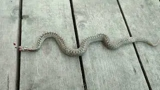 2023-06-08 ГАДЮКА СКОШЕНА ТРИММЕРОМ У ОЗЕРА