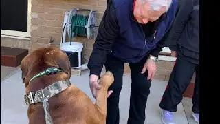 Boerboel’s Visit Grandma & Grandpa #doglover #boerboel #trending