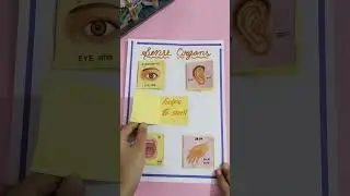 sense organs project with their functions|| project work of sense organs and their functions
