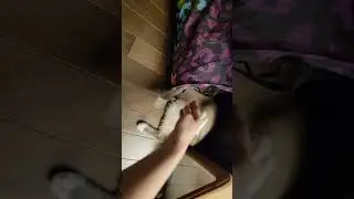 cat playing in the tunnel tapping me to stay away lol