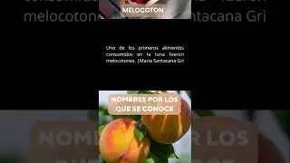 Variedades de Melocotones  |Marta Santacana Gri (@MartaSantacanaGri)