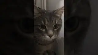 Лапки сбиты, движение невозможно