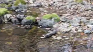 Царство Берендея