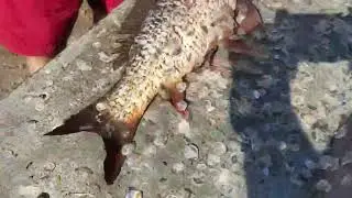 Насадка для чистки рыбы