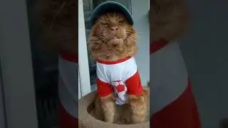 Мейн Кун. Кот Джокер.