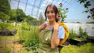 Part Two- Garden Tour (Weeds and All) & the Future Apothecary Garden!