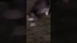 The Live Action Tom And Jerry Looks Crazy