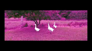 DC Fly - PINK