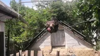 Курица Катается на Качеле
