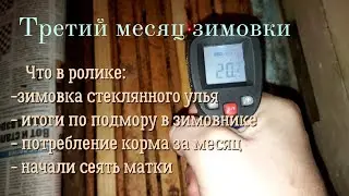 Итоги января 2021 года. Матки погнали расплод!!!