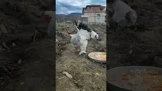 civciv ve yumurta sparişi için takip edin