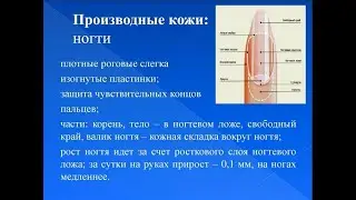 Здоровые и крепкие ногти? Как получить скорейший результат?