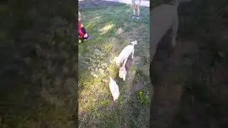 Люськины детки!