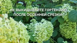 НЕ ВЫКИДЫВАЙТЕ ГОРТЕНЗИЮ ОСЕНЬЮ/ ИДЕИ ДЛЯ ДОМА!
