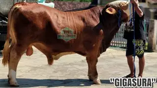 GIGA Sura Siap Jadi Senopati Selanjutnya 🔥🔥🔥