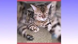 ПРИКОЛЫ КОТА ! ЛЕО ИГРАЕТ И ЗАЖИГАЕТ! Смешной кот! Котик Лео!