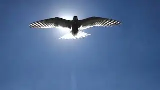 Крачка атакует 2