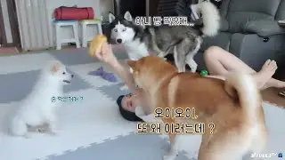 I told you to just eat the bread. What are you doing?[Siberian husky,シベリアンハスキー, Shibainu,柴犬,유기견백설]