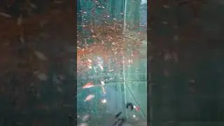 Барбус алый или одесский