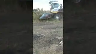 Уборка подсолнечника 2021