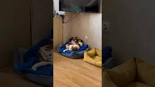 Минута их нежности и нашего покоя