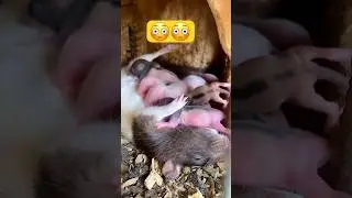 Já viu isso? 😳😳😳 