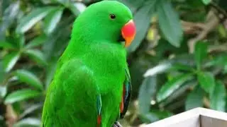 तोते की आवाज सूनकर आप अपने कानो पर विश्वास नही कर सकेगें|| mittu ki aavaj|| mittu ke bole || parrot