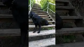 Лабрадор боится спускаться по ступенькам