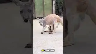 La cachette secrète a mal tourné ! 😅 