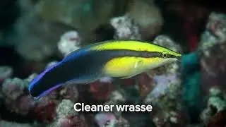 Cleaner wrasse