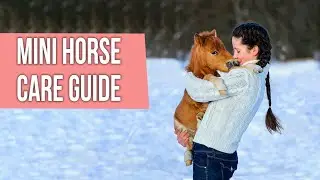Pony & Mini Horse Care Guide - How to Care for a Miniature Horse?