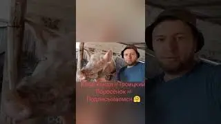 #свиноводство