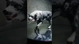 Виземир - мой перекрас ✨ #figures #wolf #фигурки #schleich #шляйх #custom #edit #кастом #handmade