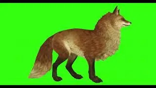FOX #1 || GREEN SCREEN  || ANIMATION  || FREE 3D