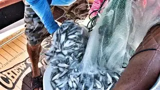 Tutorial Fishing: How To Throw A Big Cast Net - Catching Bunch Bait Florida Cast Netting