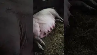 ждем опорос 