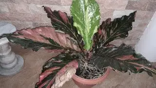 Anthurium Foliage  Red Dragon