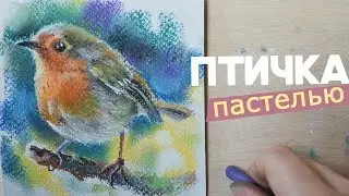 рисую птицу сухой пастелью [speed painting]🕊️