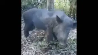 goyang gemoy sexy