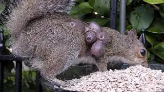 Squirrel Bot Fly Larvae FYV