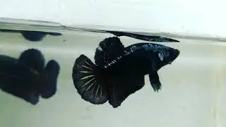 Betta baby black samurai / cuoang blackamba / black samurai