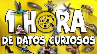 1 HORA DE DATOS CURIOSOS Nº1