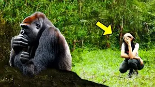 An Angry Gorilla Attacks A Tourist. What He Did Then Is Shocking!