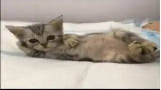 Top 5 Cats