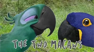 The Two Macaws (Audio Animation)