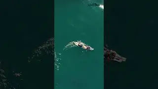 Two great whites approach a kayak fisherman in my latest video.