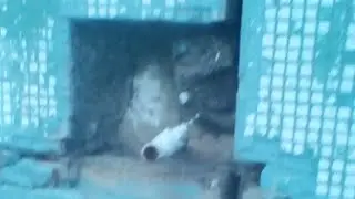 Жду Треню