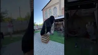 Белые ромашки